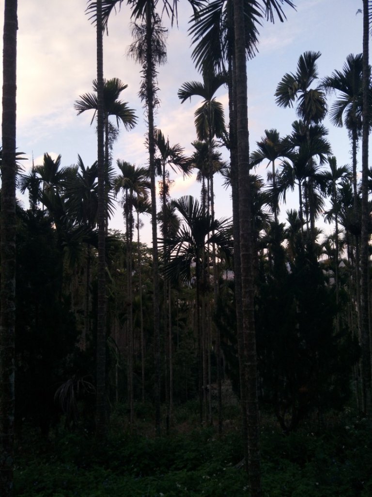 後尖山步道_1995350