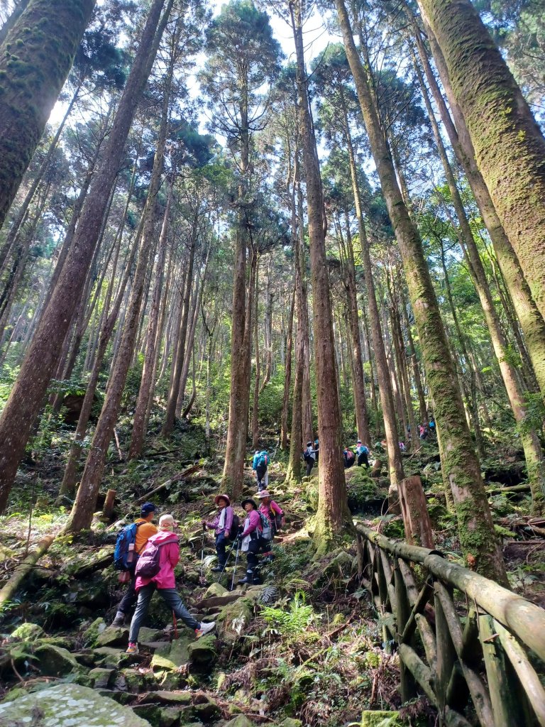 【台中和平】筆直的杉林.林相優美。 橫嶺山x沙連山P型_2869024