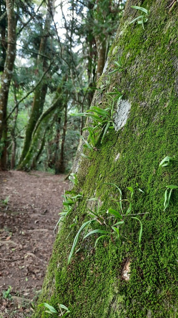 《南投》望玉山的部落｜信義望鄉部落獵人古道登望美山20220408_1666765