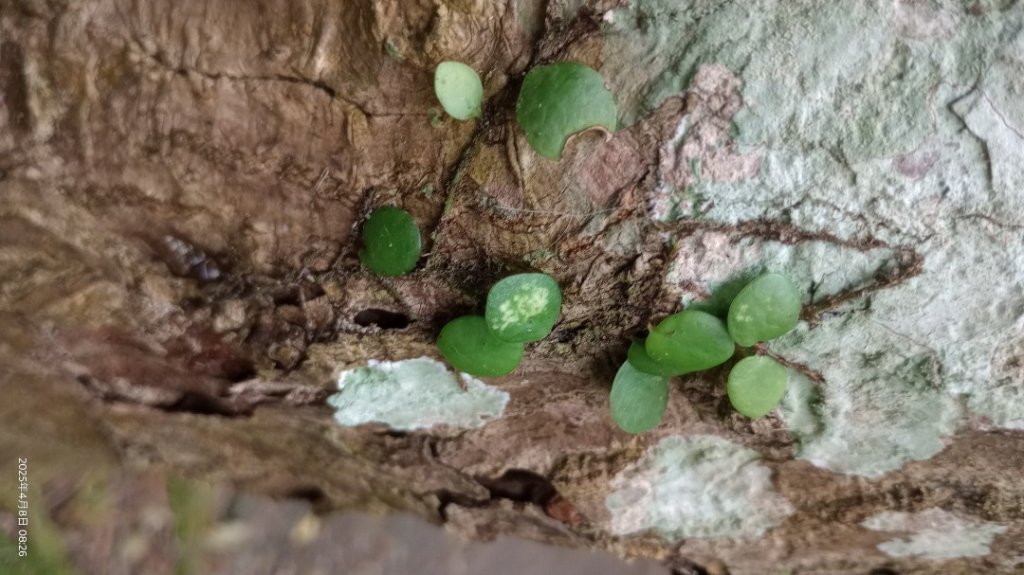 逐鹿卡保山賞一葉蘭封面圖