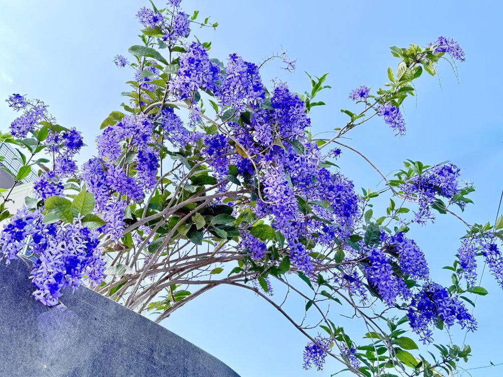 草尾嶺步道血藤花大爆開    2025.3.27_2748129