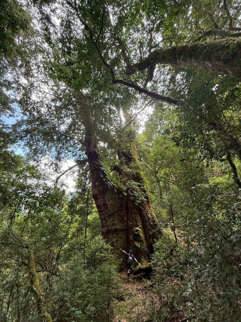 新竹 尖石 鎮西堡巨木群步道A線巨木群 毒龍潭_2884753