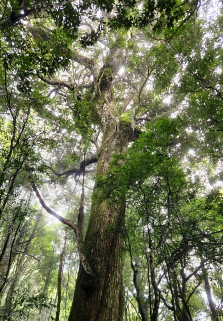 【中級山縱走】觀雪縱走（雪見大板根，仰天神木，北坑山，司馬限林道）_2741212