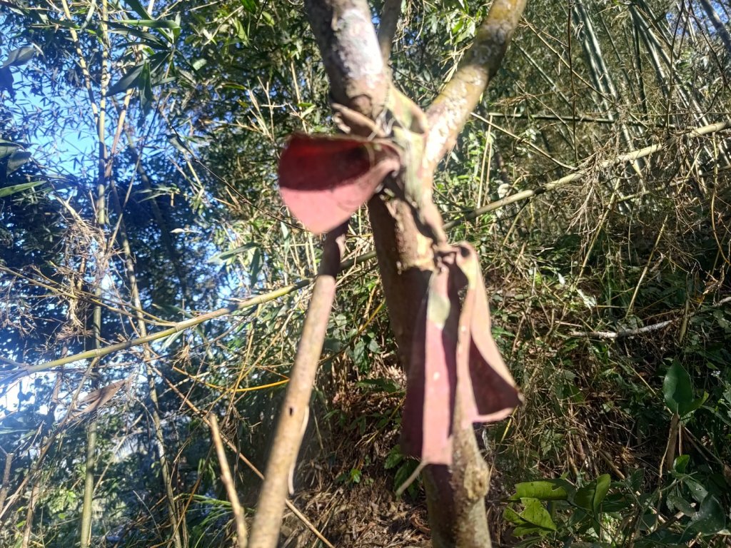 幾阿佐名山_2664475