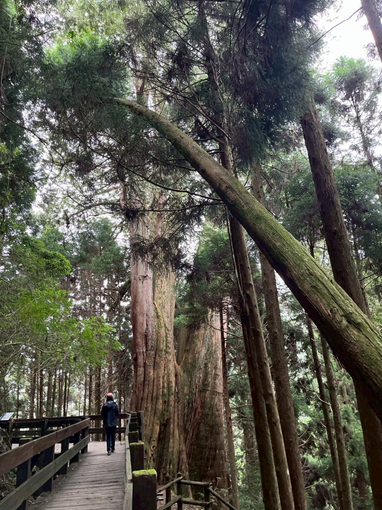 新竹 五峰 觀霧國家森林遊樂區 蜜月小徑+檜山巨木群步道_2811460