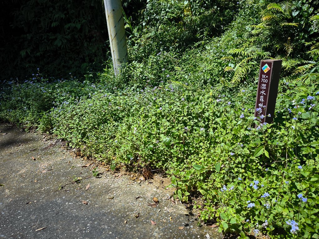 2024-08-22 澀水森林步道_2578465