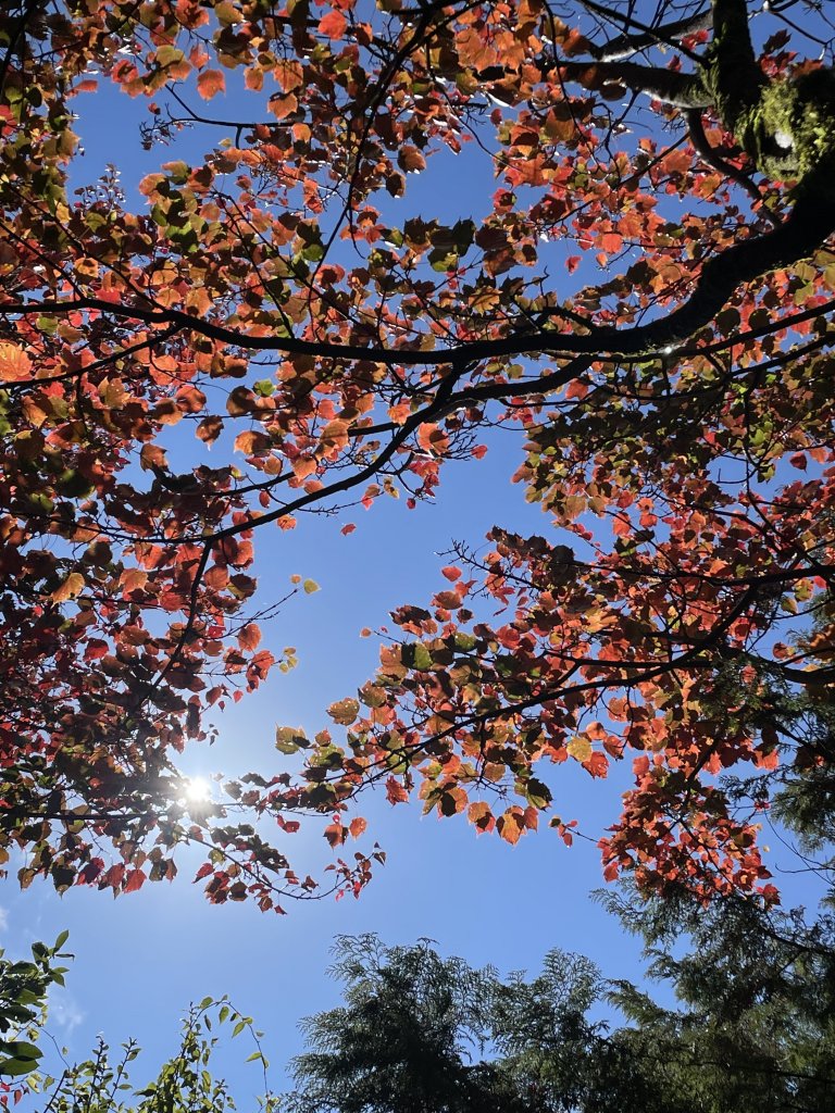 秋天的饗宴～鳶嘴山雲海＋稍來山楓葉_1965634