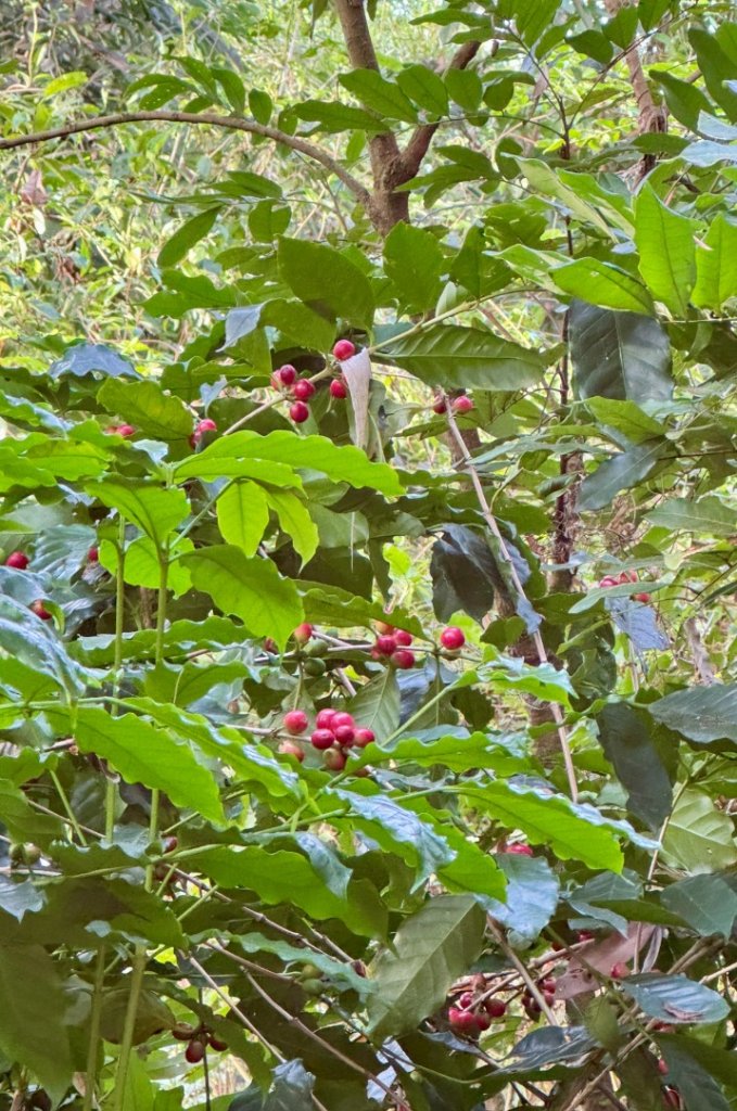 古坑地母廟走荷苞山(登山步道)訪小溪子山_2947119