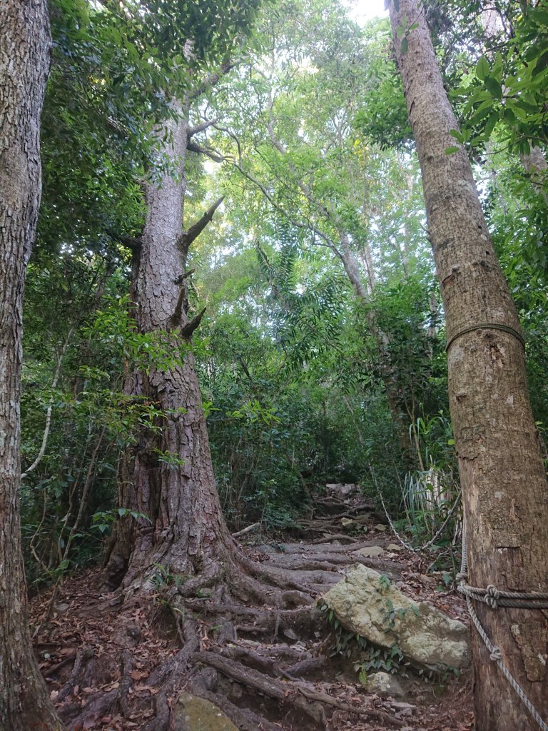 唐麻丹山_2790152