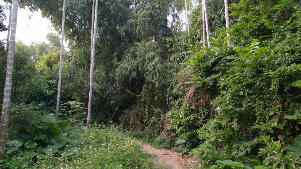 嘉義 山子頂山、紅毛埤山_1488827