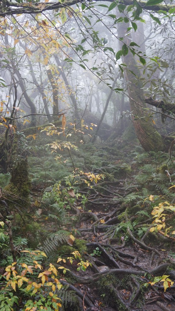 復興尖山之速_446574