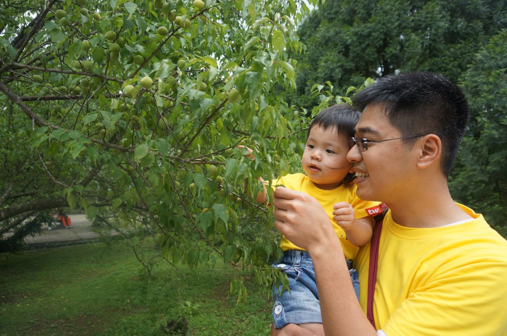 在角板山追逐梅花和櫻花的蹤跡_1453412