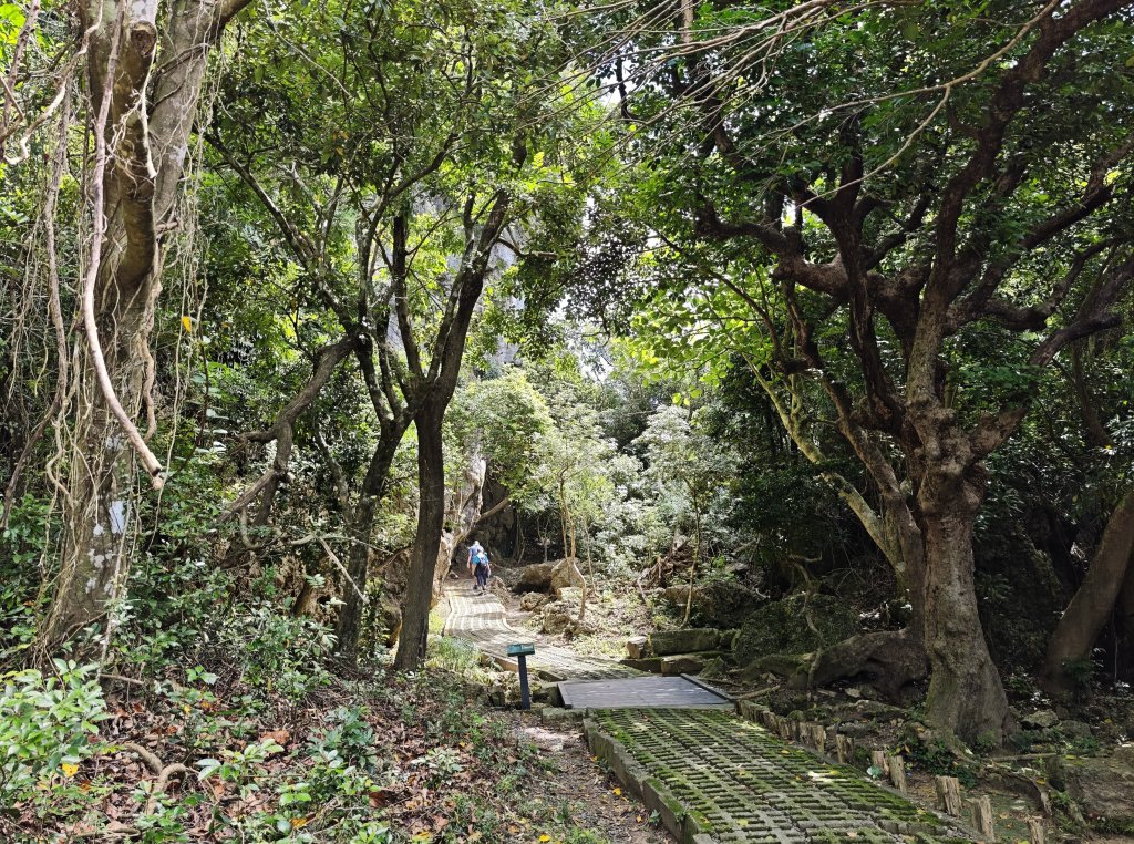 [百山百鳥尋旅-02/15] 2025_0809 社頂自然公園步道_2857192