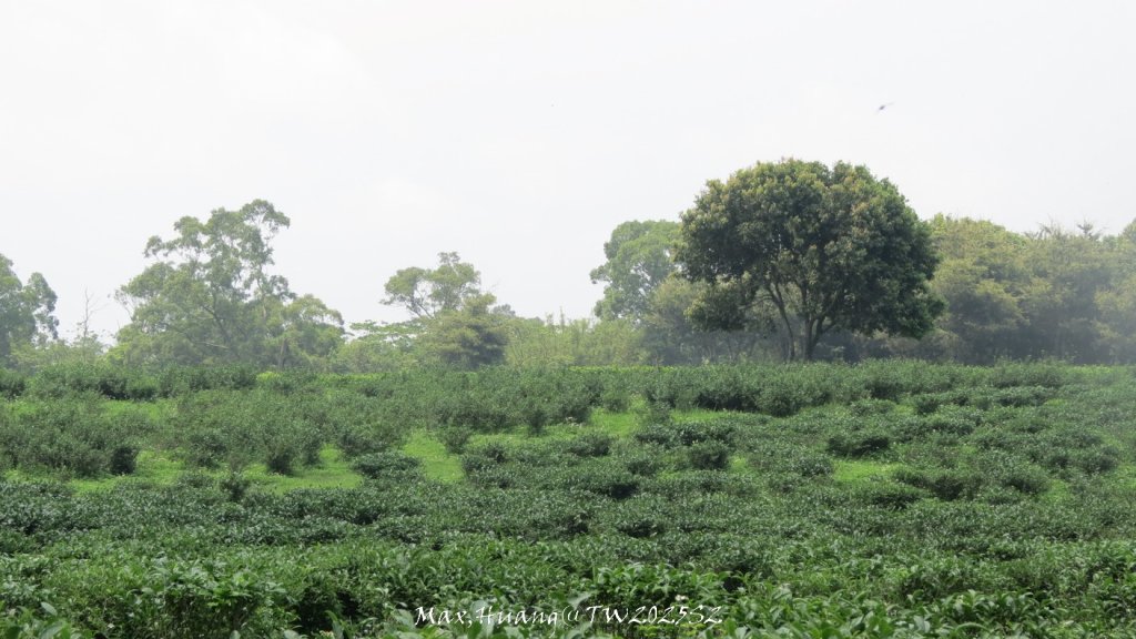 《苗栗》桐花茶園｜四月雪小徑登慈濟山三義山20250427_2771235