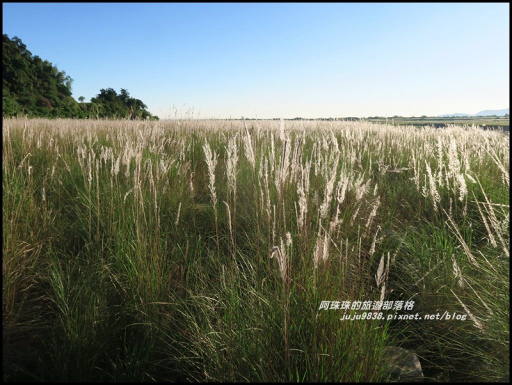 季節限定蘭陽溪畔甜根子草的銀白世界封面圖