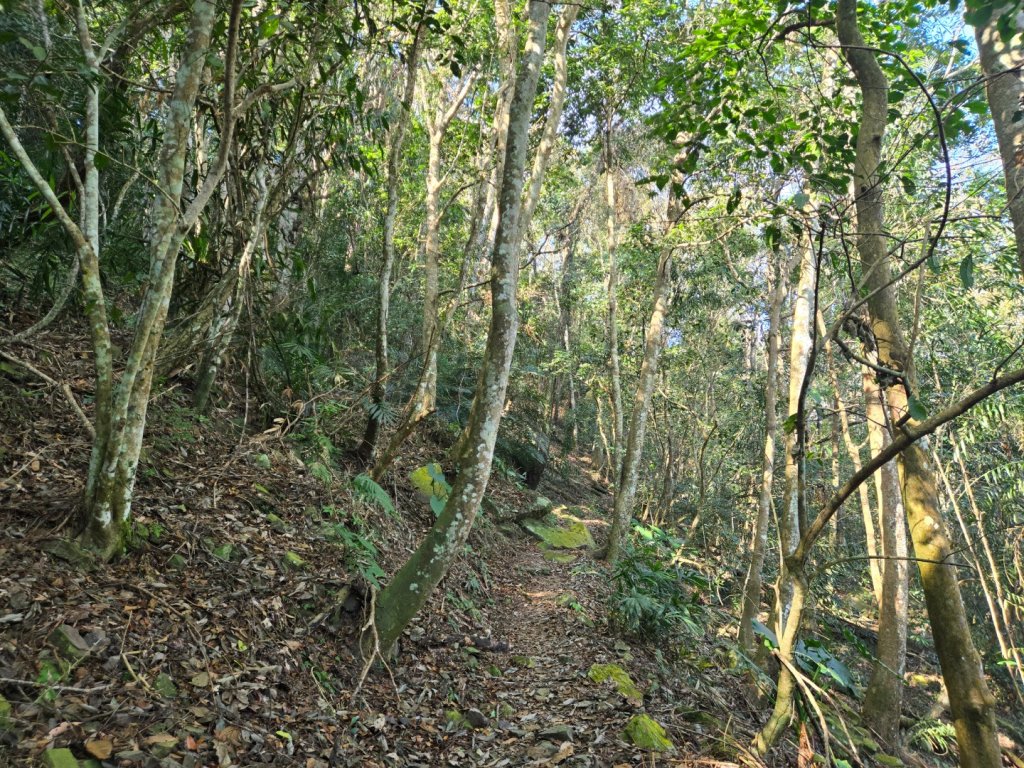 水雲三星～上島山（鳥嘴山）_2931237