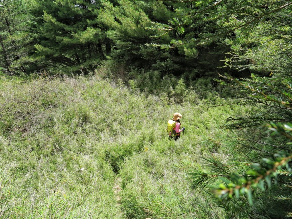 卯木山 （合歡越嶺古道）拜訪山頂森林瞭望台_1462261