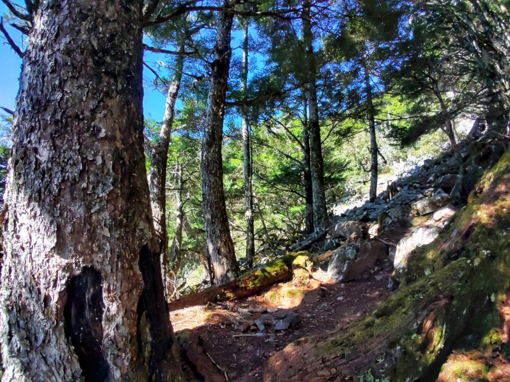 20221028溪頭山關山嶺山O繞    有夠美的啦🥰！_1890161