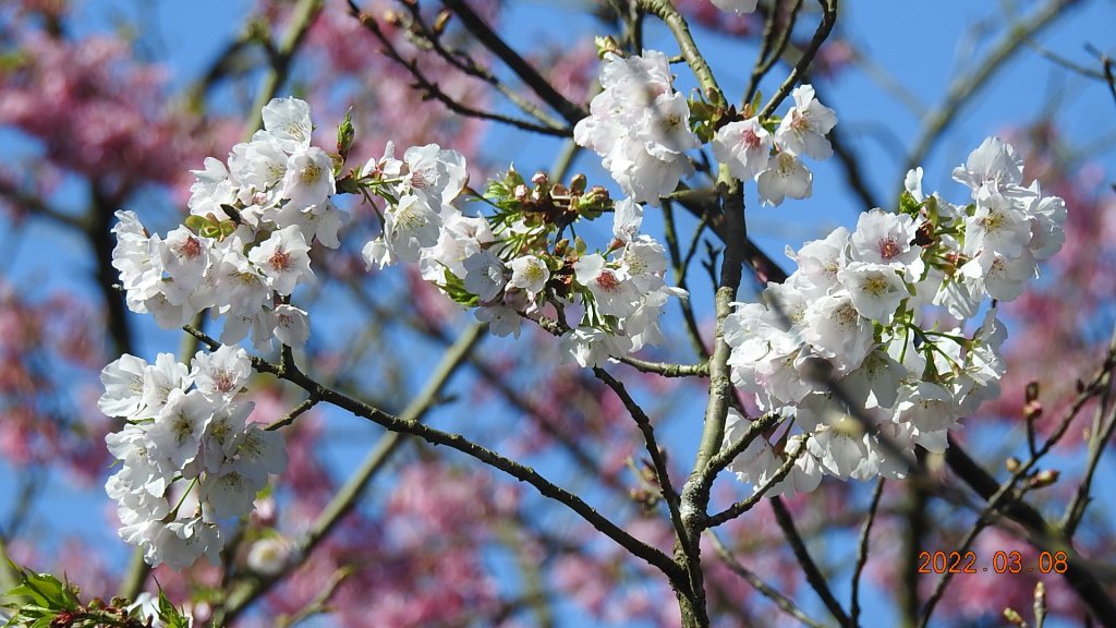 春暖花開，鳥語花香_1633882