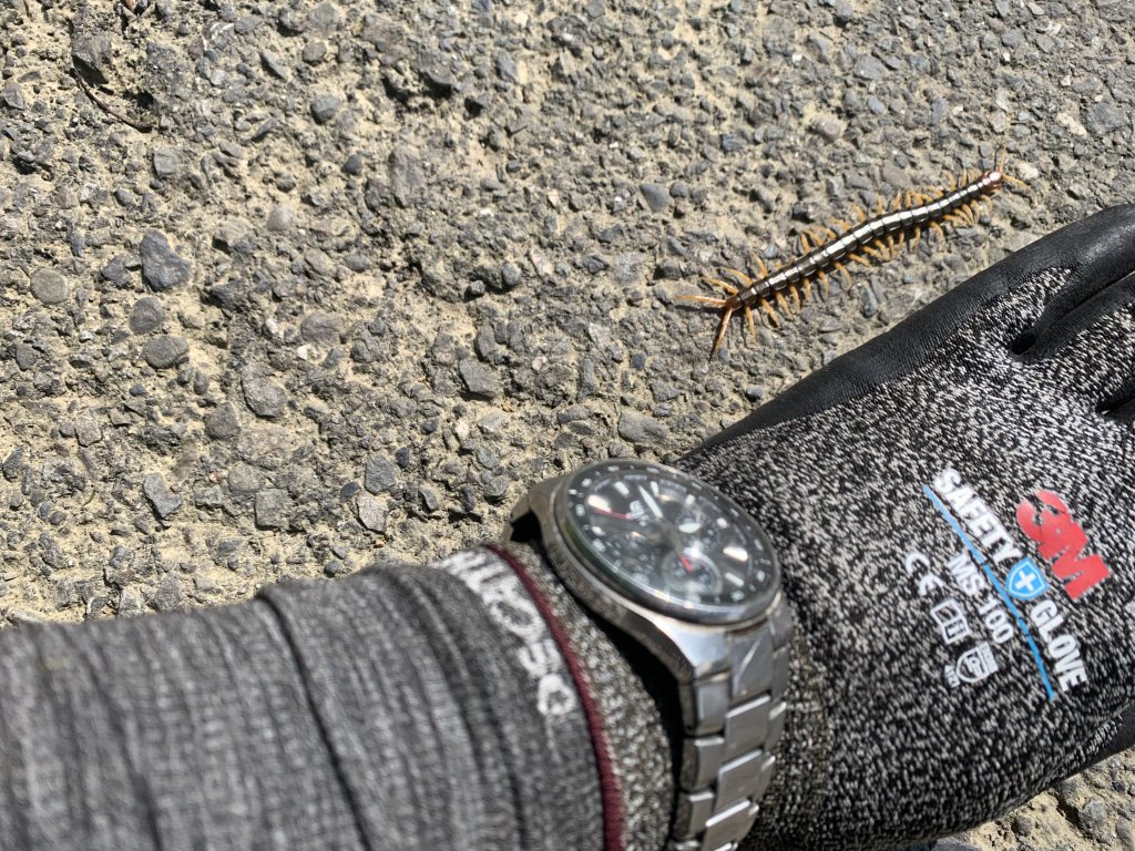 20240608高雄北旗尾南山-北旗尾山-旗尾山_2523608