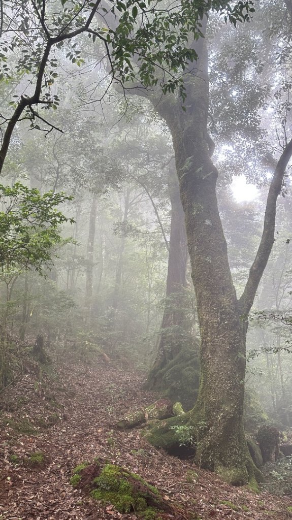 觀雪縱走_2836082