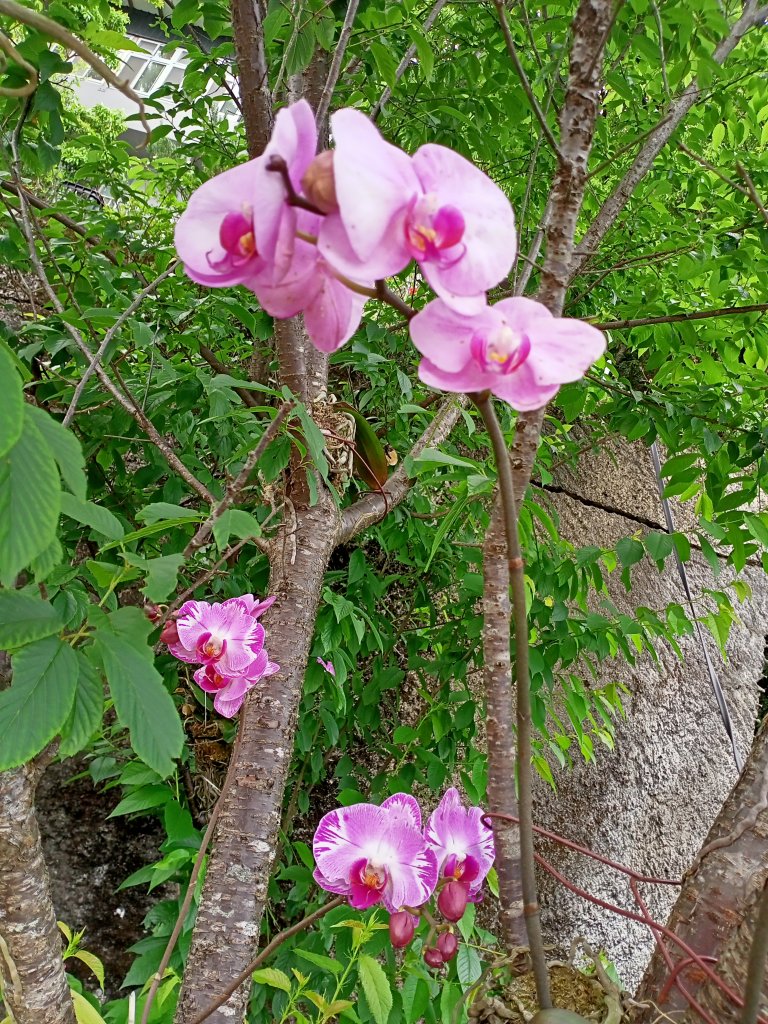 【臺北大縱走 4】2-2 許願步道→碧山路→白石湖吊橋→圓覺寺步道→圓覺瀑布→大溝溪生態治水園區_2113692