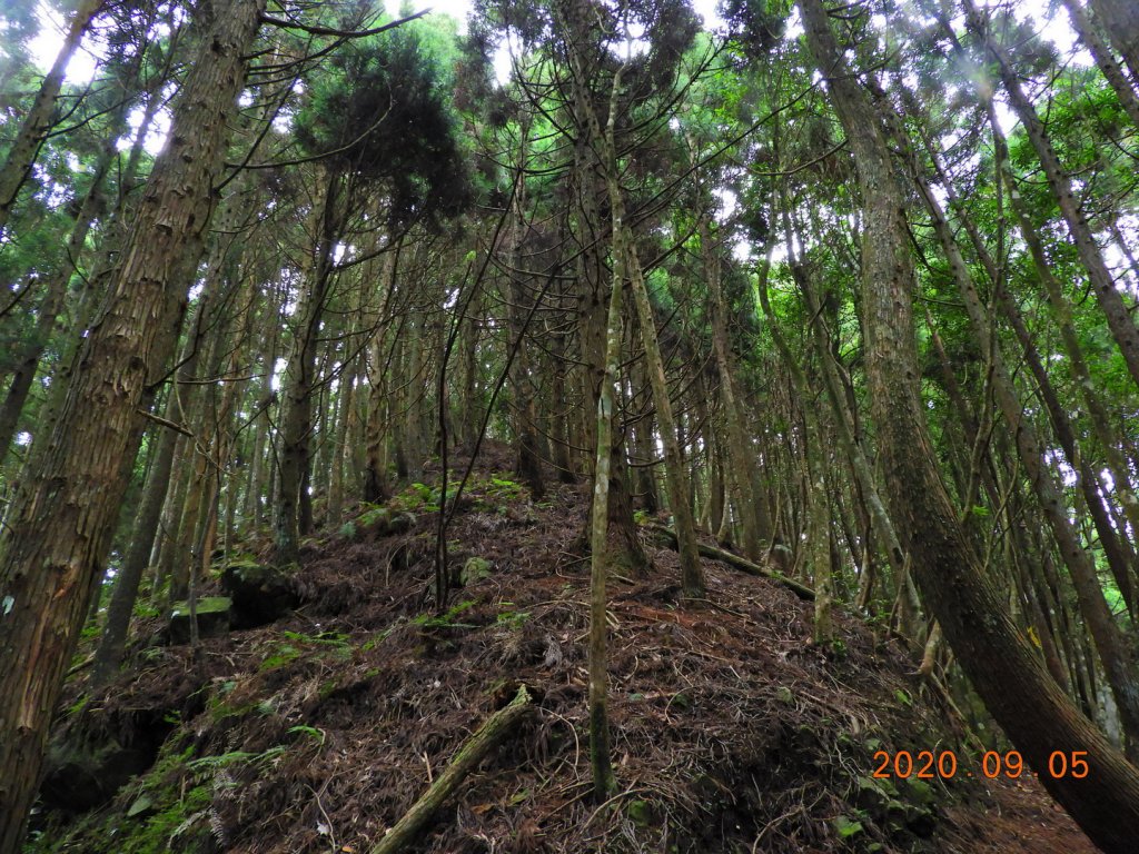 新竹 五峰 油羅山_1088969