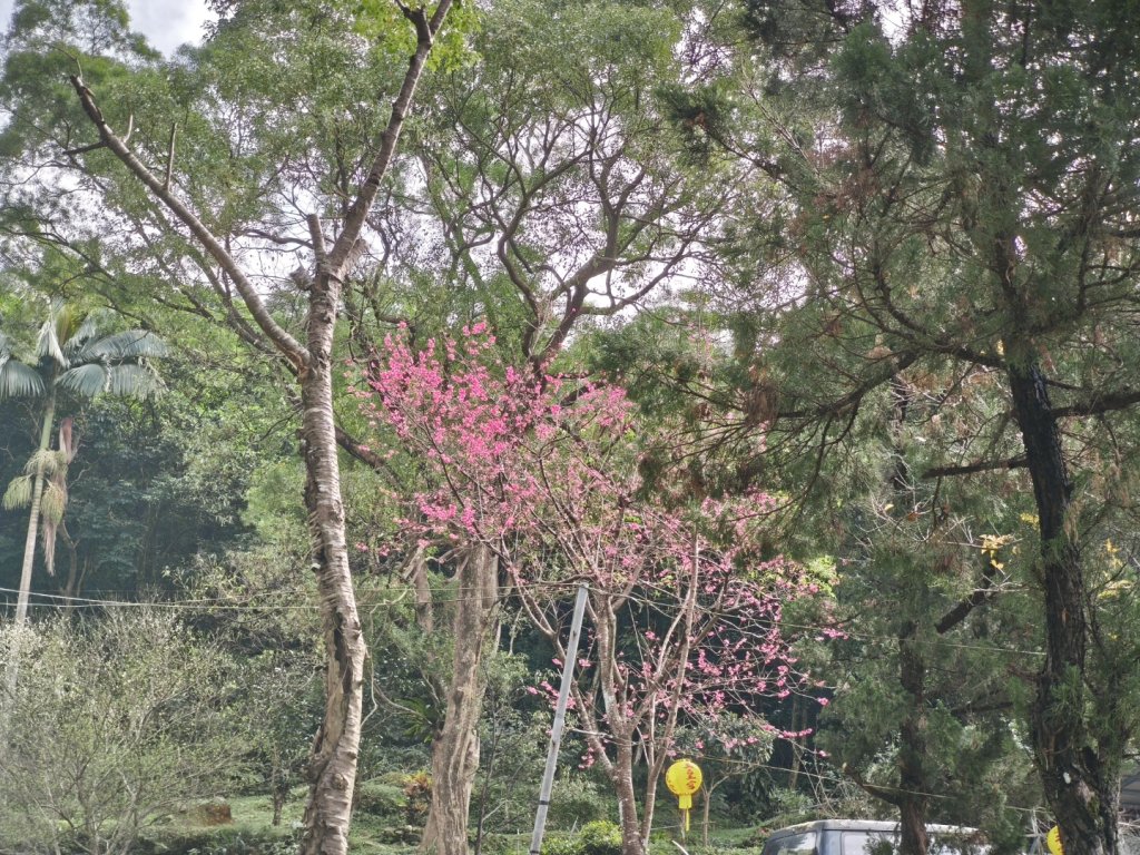 20260126微笑山線烘爐地段_2989048