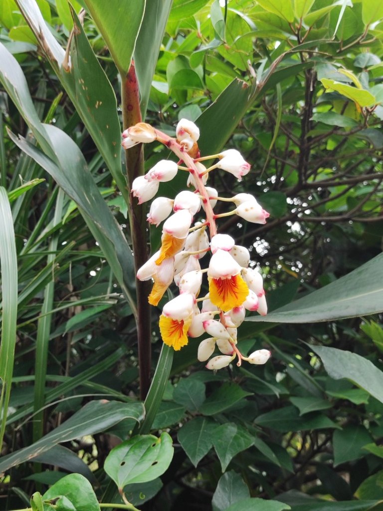 南子吝步道續走台二線到鼻頭角步道一日遊_2511987