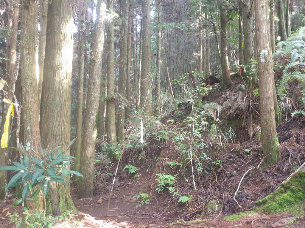 20220716鹿林神木、二萬坪步道、二萬坪山、屏遮那山_1774953