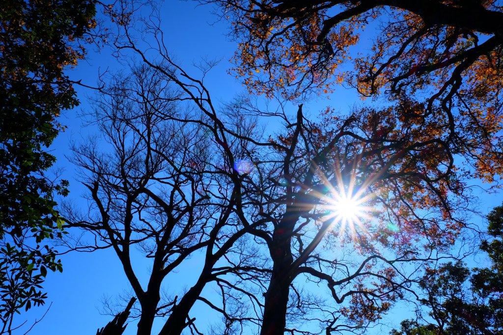 山毛櫸之旅--魯培山_733777