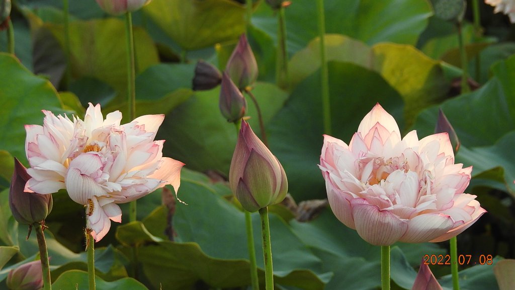 雲山水花鳥蝶 - 天龍國阿伯的日常 7/8&11_1757151