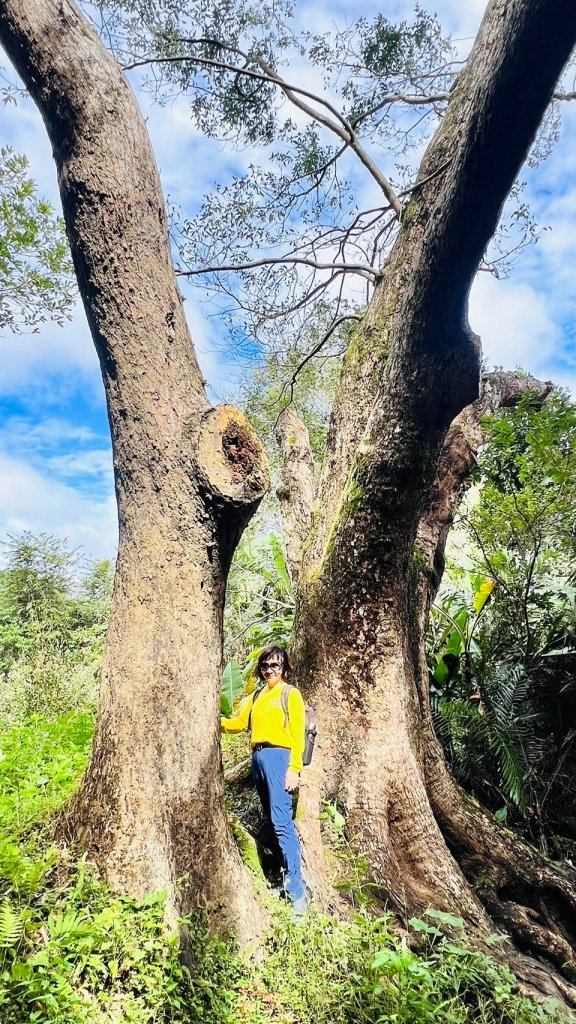 〽️11/17(日)南庄獅頭山🦁(小百岳)~九九步道O型⛰️順遊南庄老街_2649584