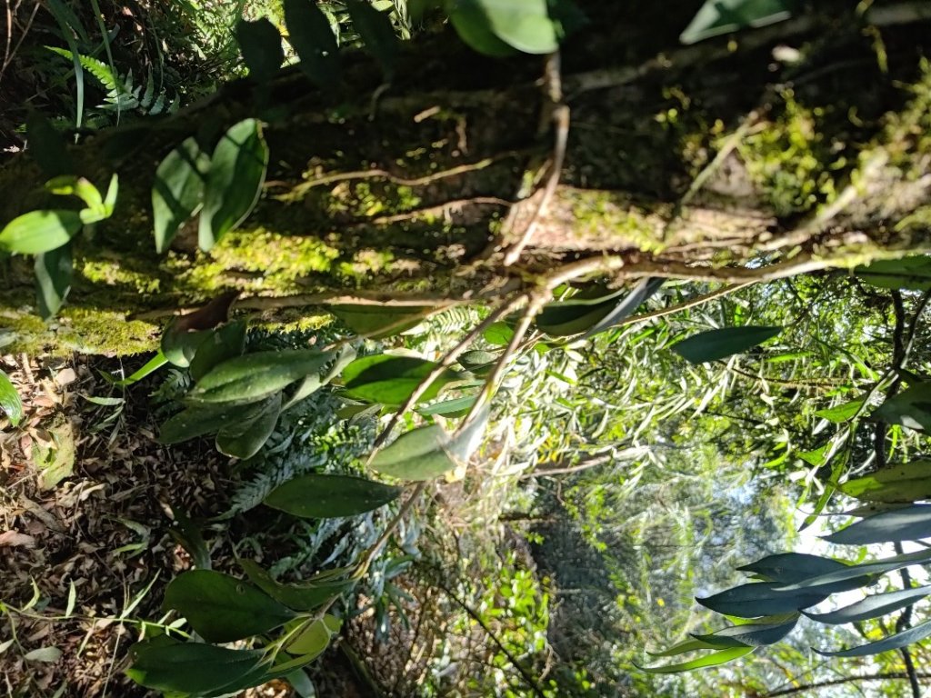 植物照片雞籠山九龍山大凍山_2395796