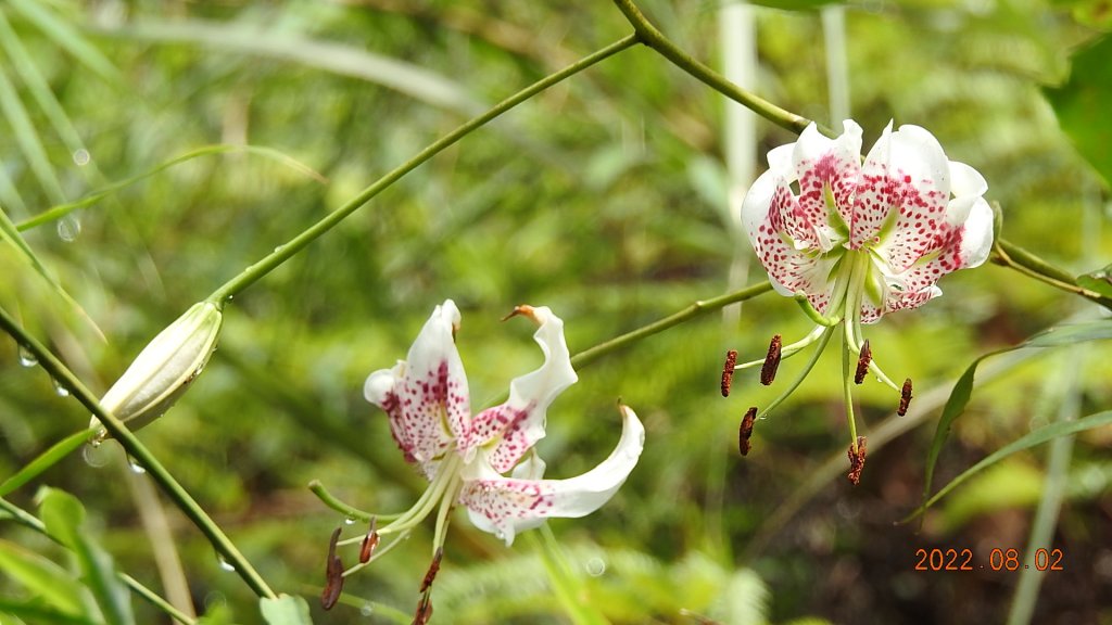 石碇二格山/雲海國小/永安社區&坪林開眼崙/南山寺&平溪靈巖寺_1790247