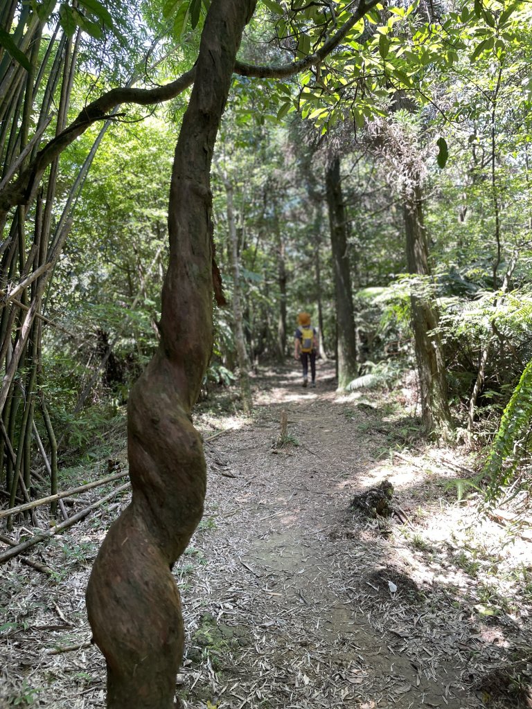 夏天就是要去涼爽的步道健行>>望古瀑布、嶺腳寮山(瀑布)步道_1760601
