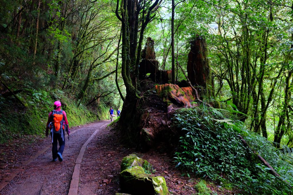 迷霧幽幽~特富野古道_691935