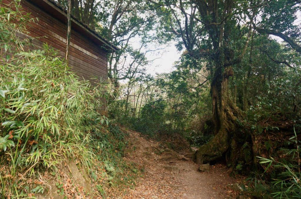 奮起湖大凍山步道_2011416