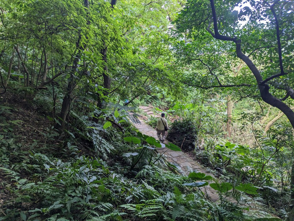 大湖公園。白鷺鷥山親山步道_1960525