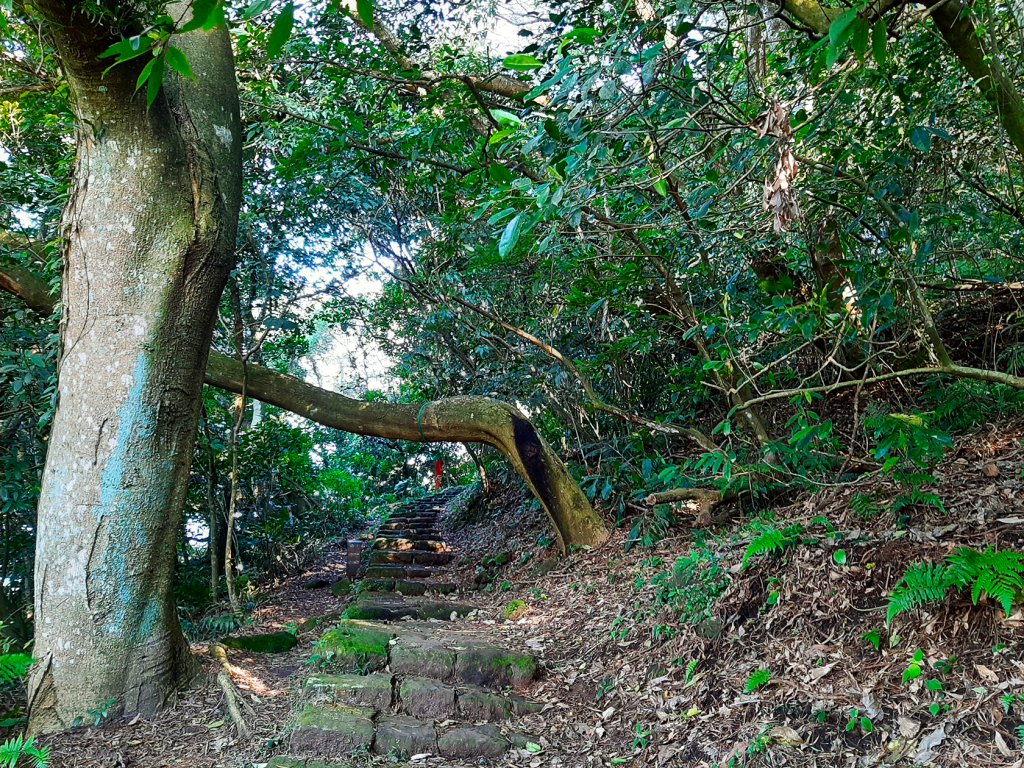 臺北大縱走2：興福寮登山口至小油坑_791049