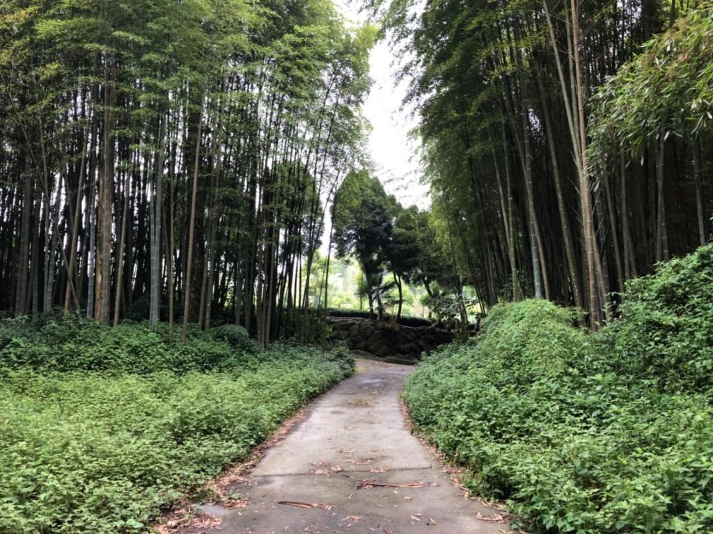 頂湖步道登奮起湖大凍山、霹靂山_348567