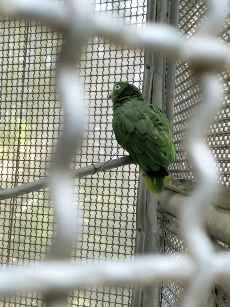 鳳凰谷鳥園生態園區_1337177