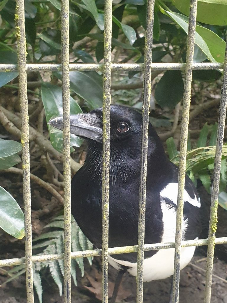 20220101鳳凰谷鳥園封面圖