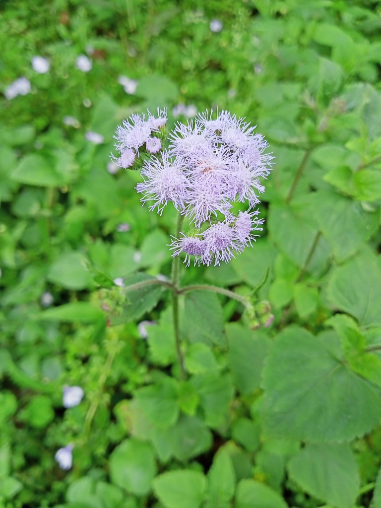 【臺北大縱走 4】風櫃口→天溪園→聖人橋_2107092