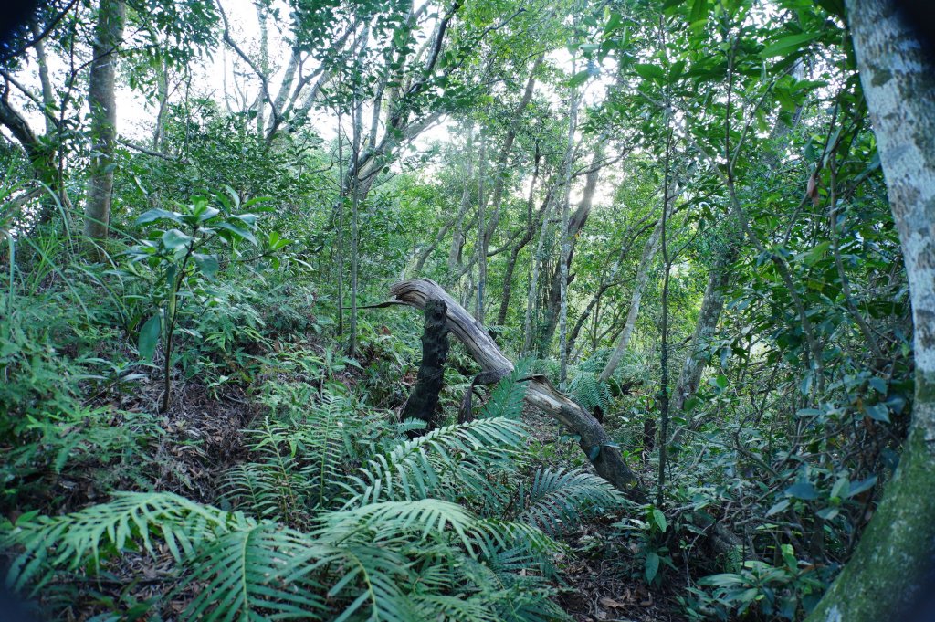 新北 三峽 內詩朗山、金平山_2950914
