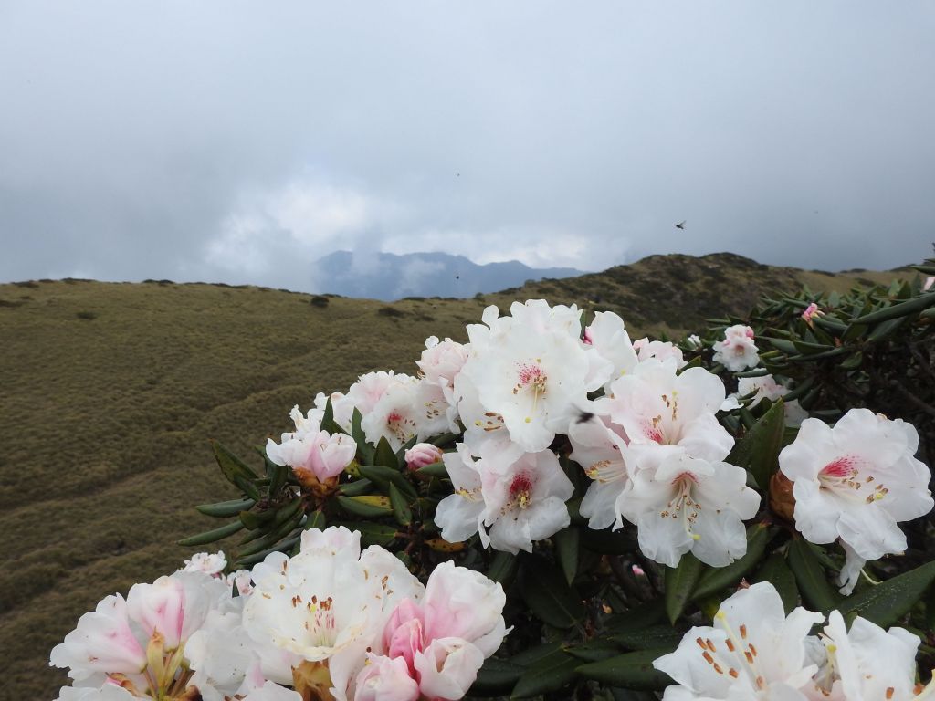 20180429 哈哈山石門北峰步道_321970