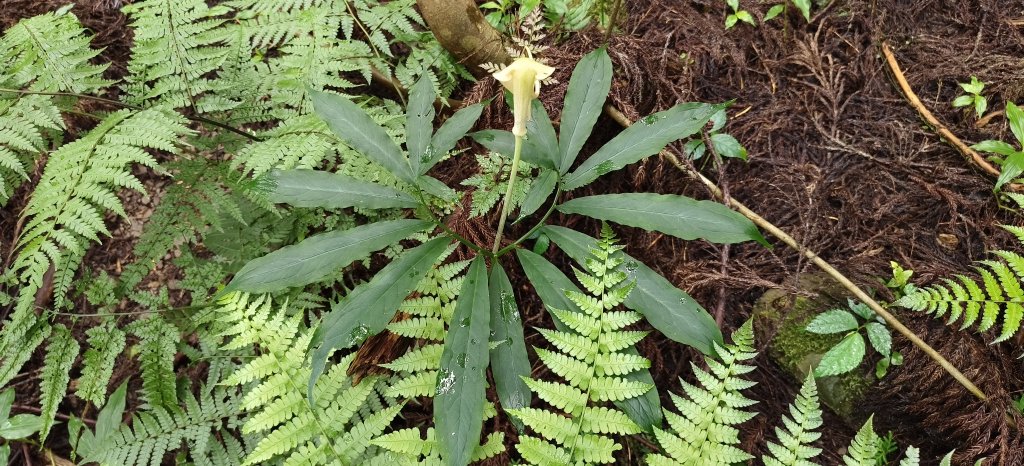 2025/06/07-鳥嘴山步道_2805977