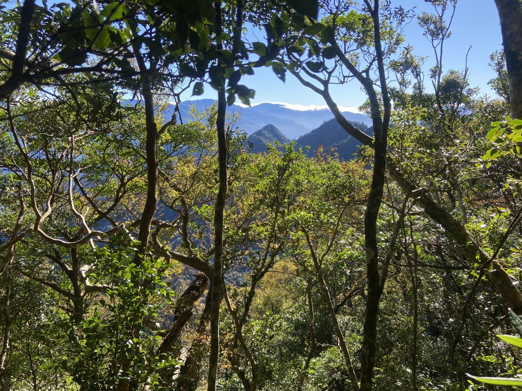 114.11.16 北得拉曼追黃金山毛櫸_2937877