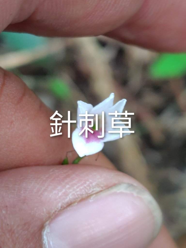 多納六秀 京大山_2957529