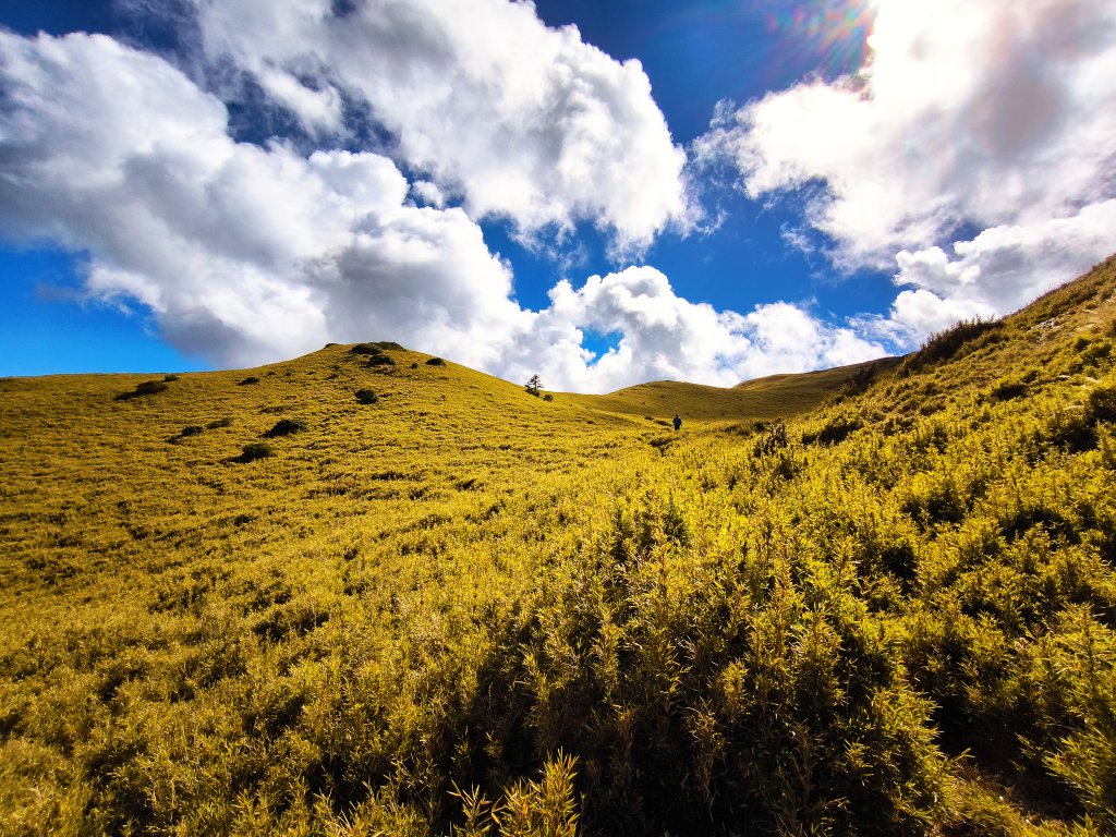 2025-11-07 合歡北峰、小溪營地、鷹石尖、北峰名樹_2934376